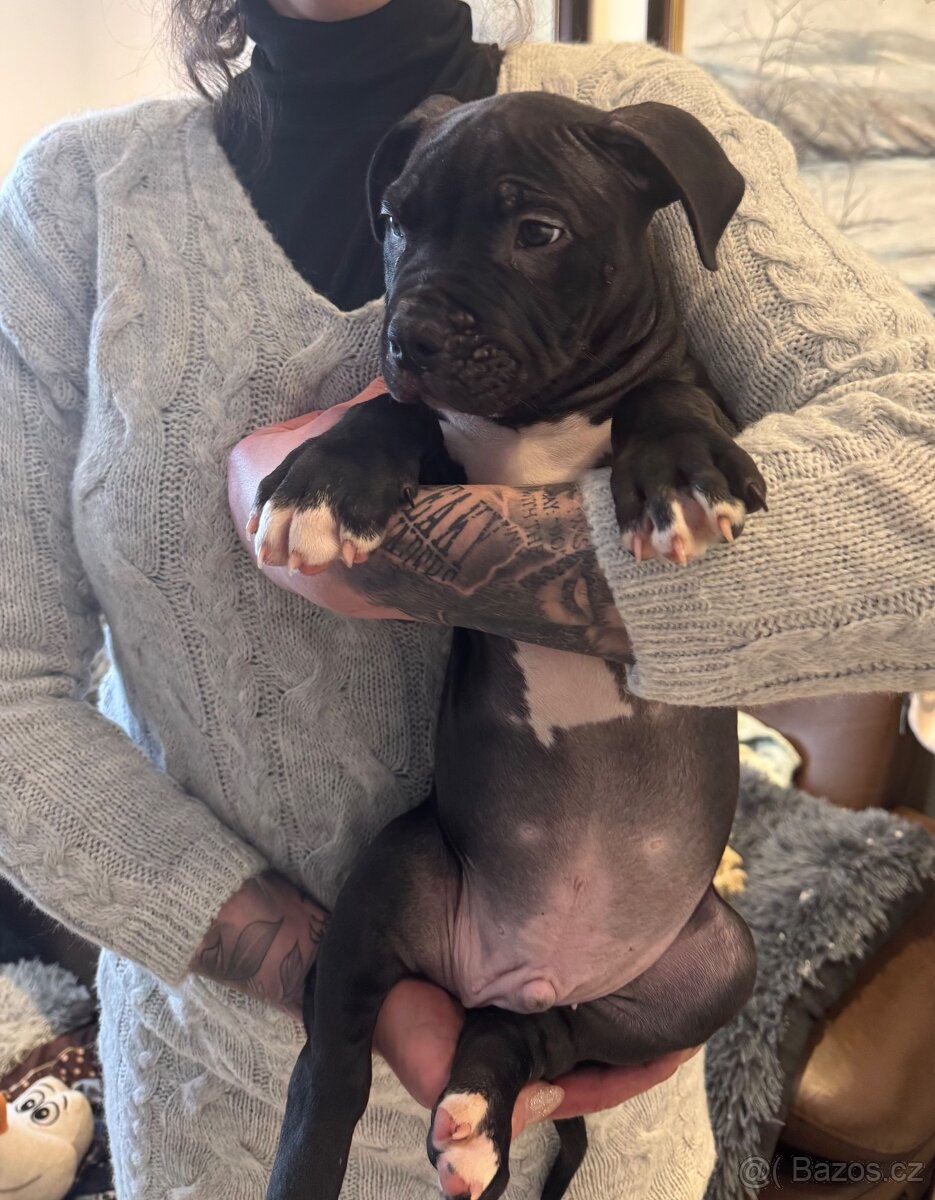 Vymazlená štěňátka American Bully - 4