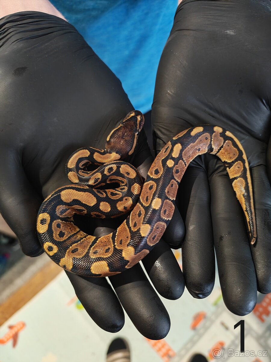 Krajta královská/python regius - 4