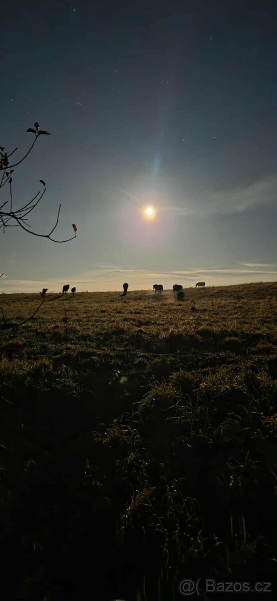 Letošní hřebeček - 4