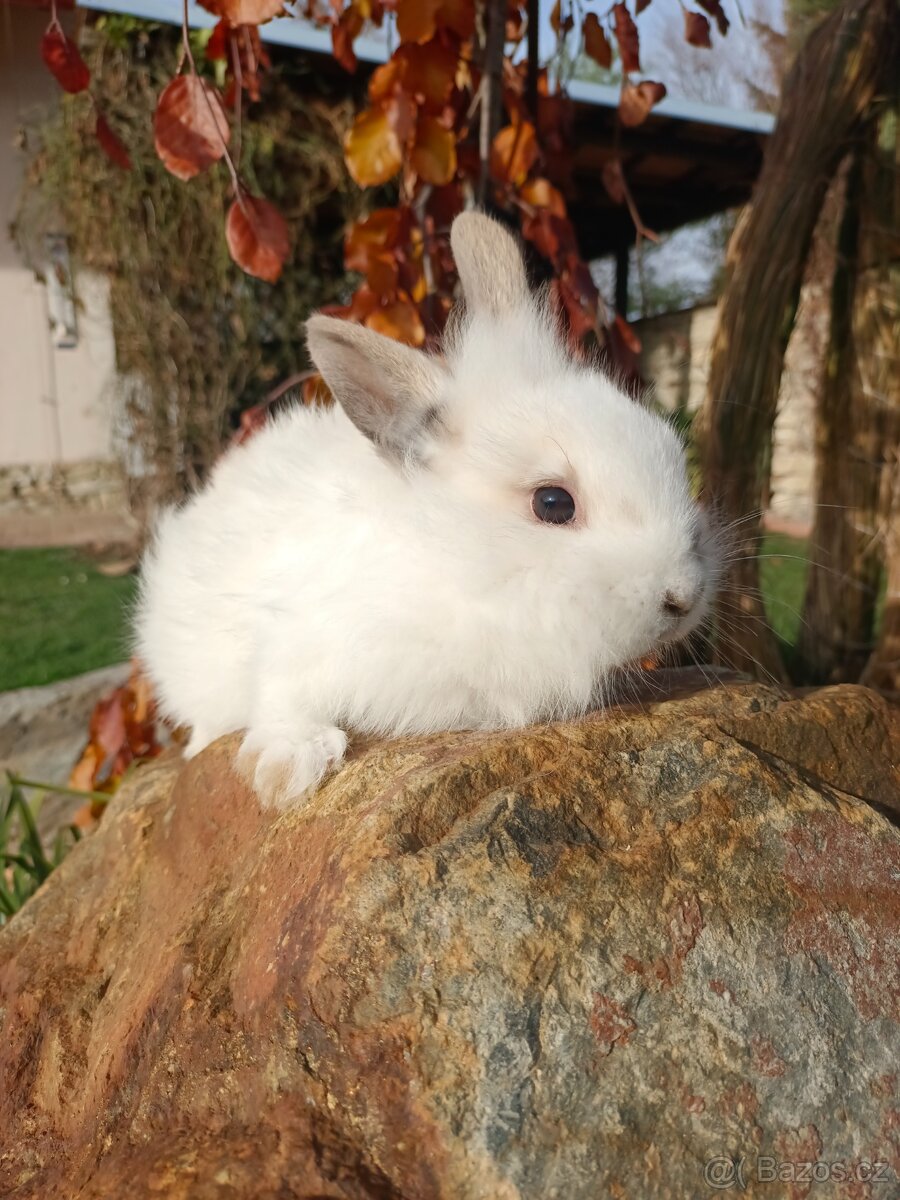 Zakrslý králíček - 4
