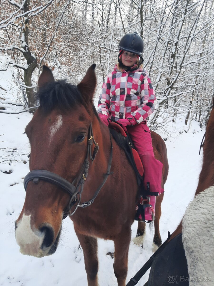 Shagya arab valach 14 let - 4