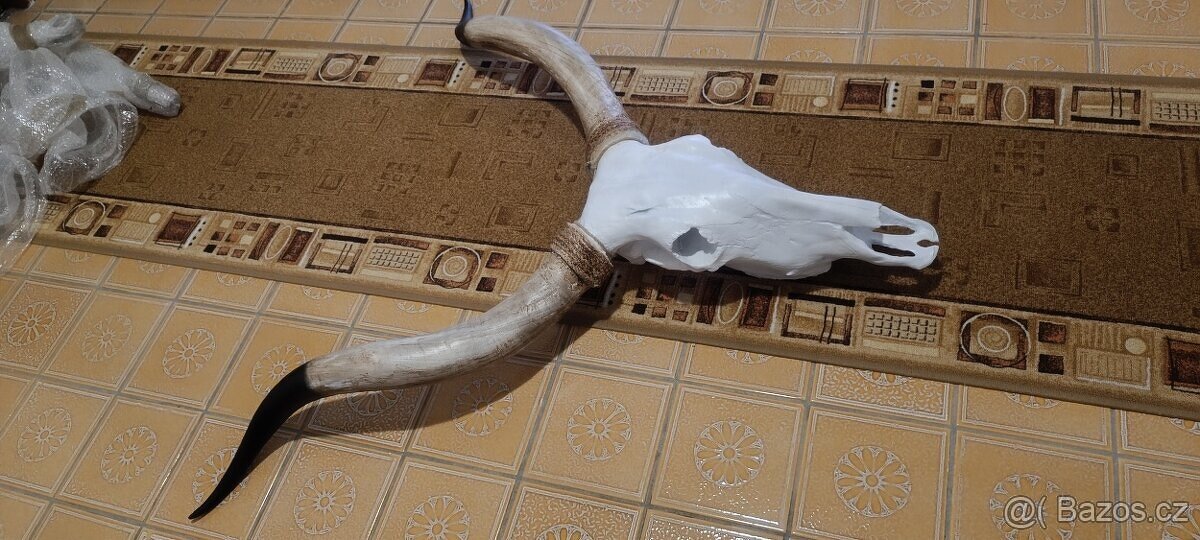 Lebka býka longhorn, bůvol, bizon - 4