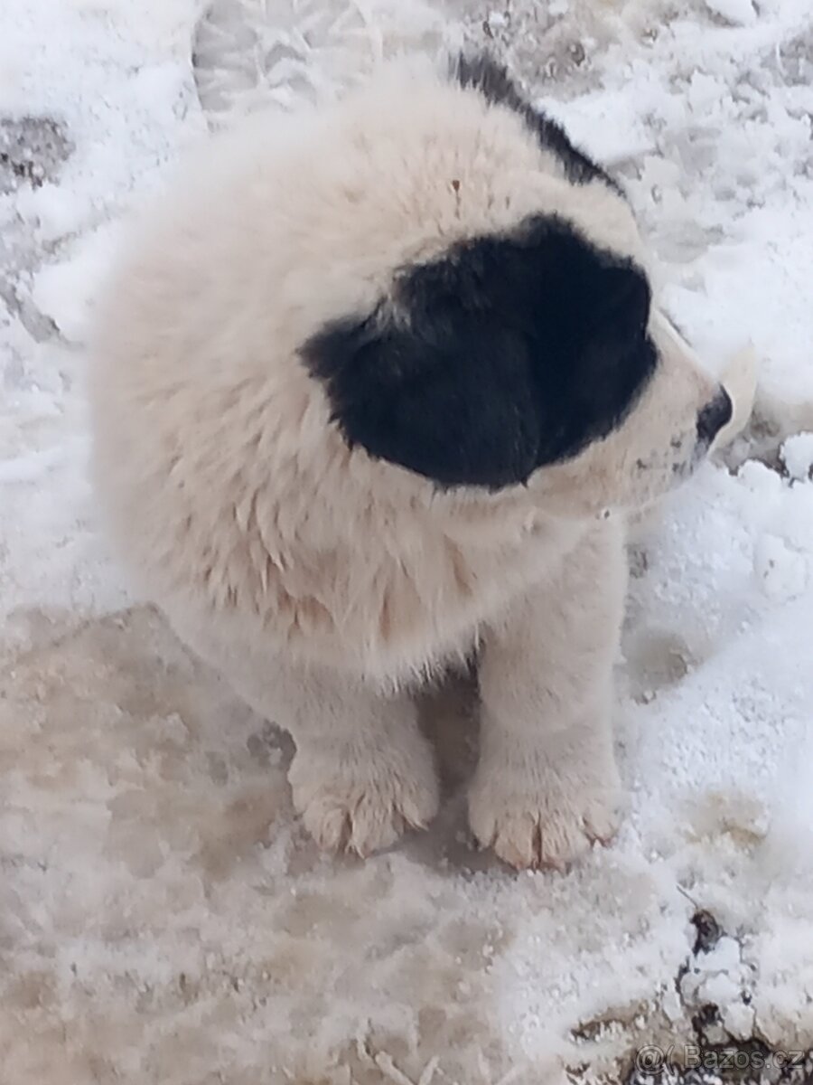 Středoasijský pastevecký pes - 4