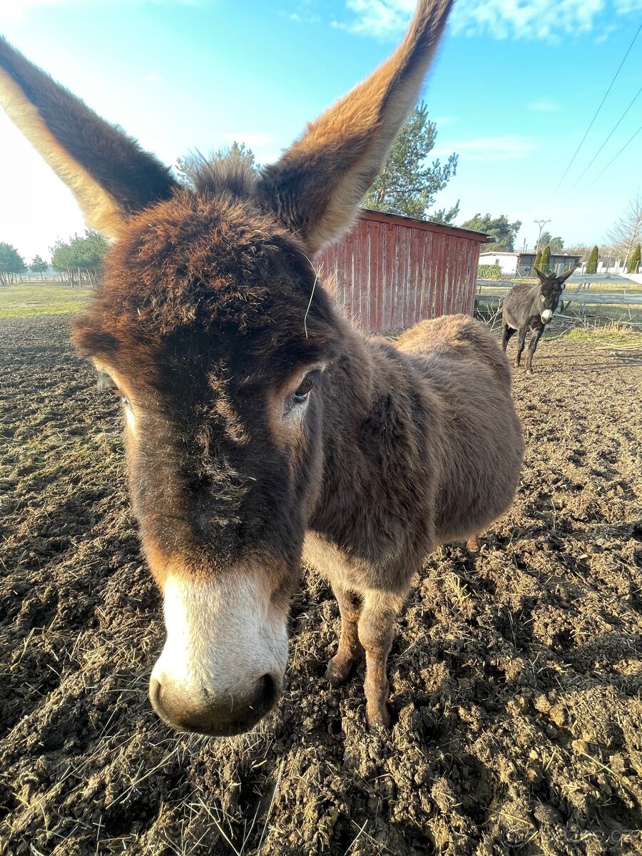 Oslíci na prodej - 4