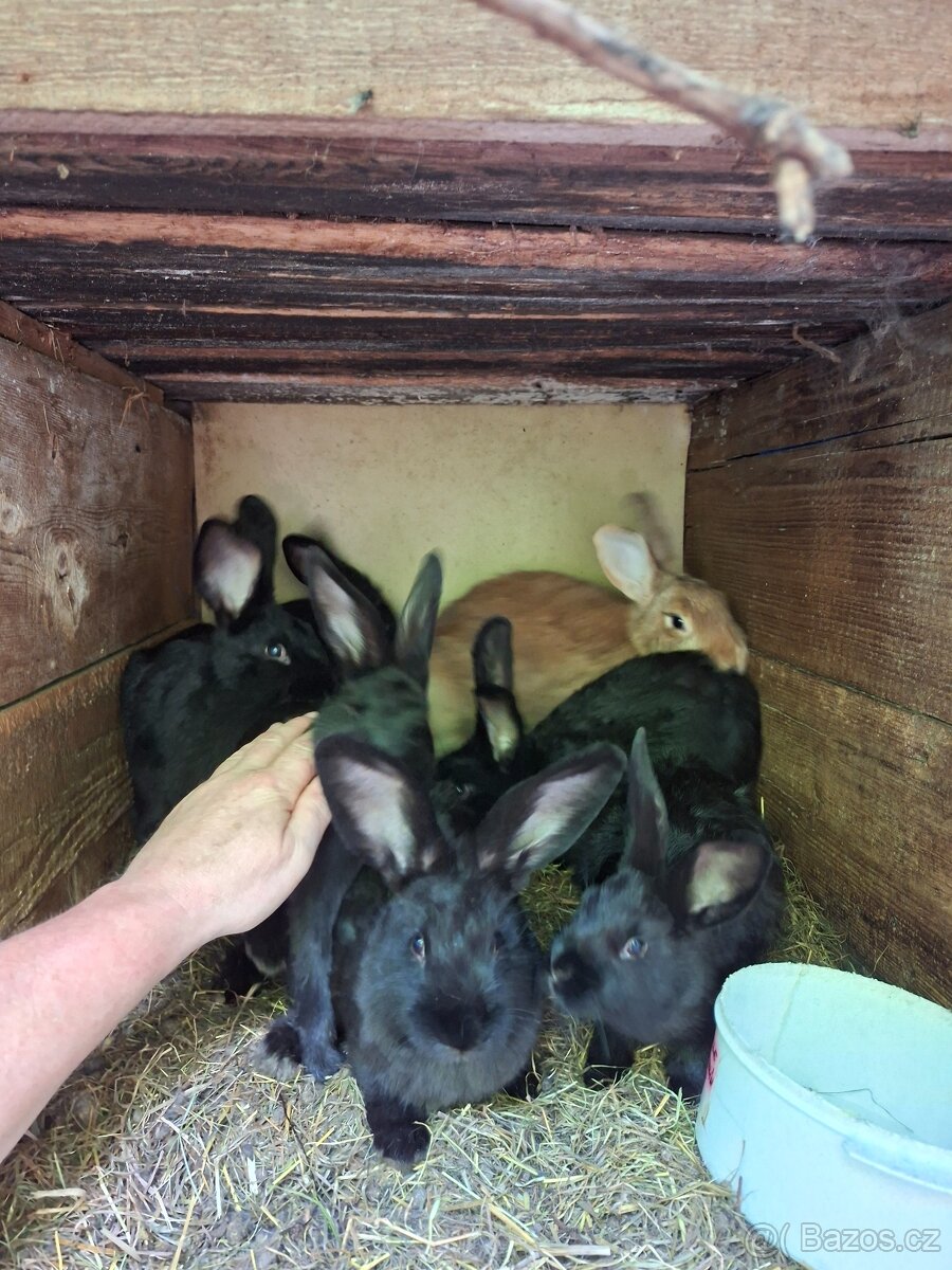 Mladí králíci a samice - 4