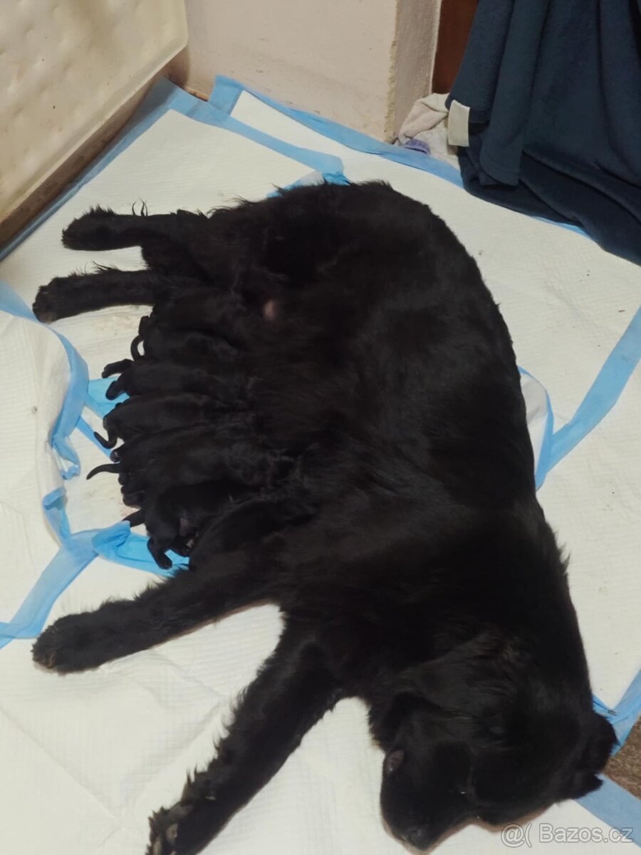 Newfoundland Novofundlandsky - 4