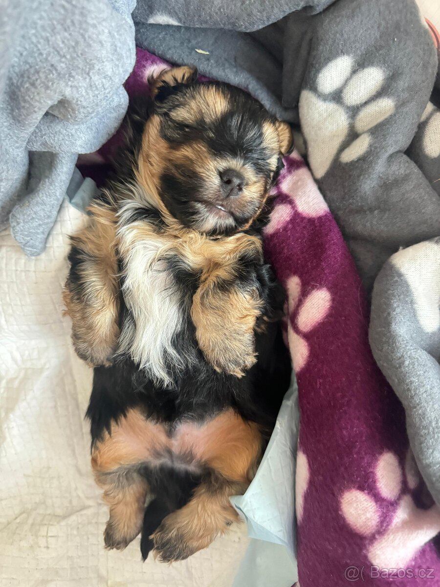 Jorkšírský teriér -štenátko - 4