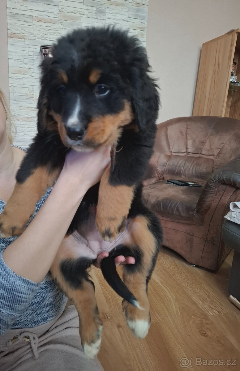 Bernský salašnícky pes šteniatka - 4