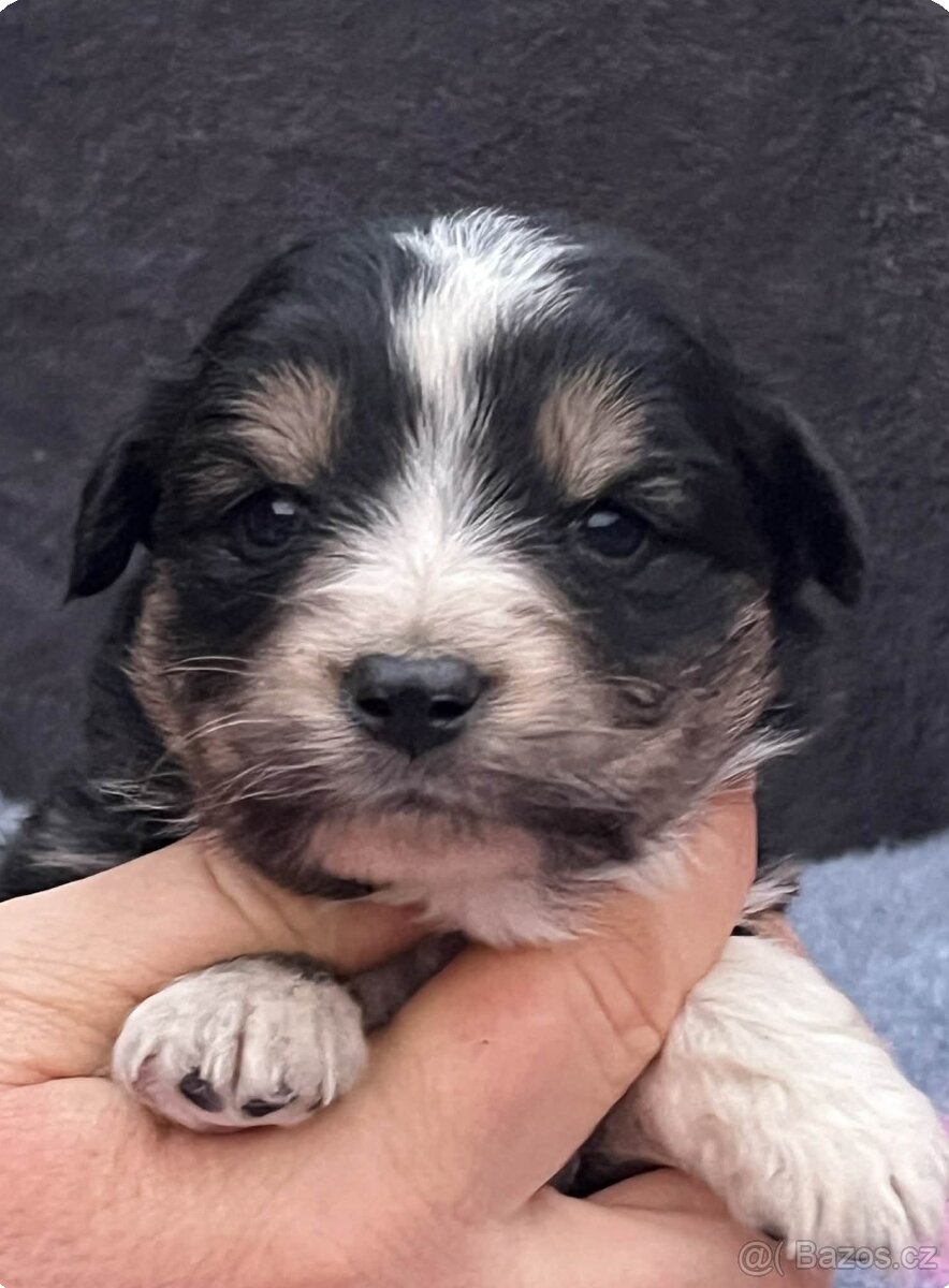 Miniaturní americký ovčák - štěňátka s PP - 4