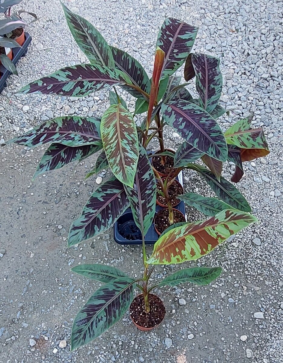 Banánovník Zebrina - 4