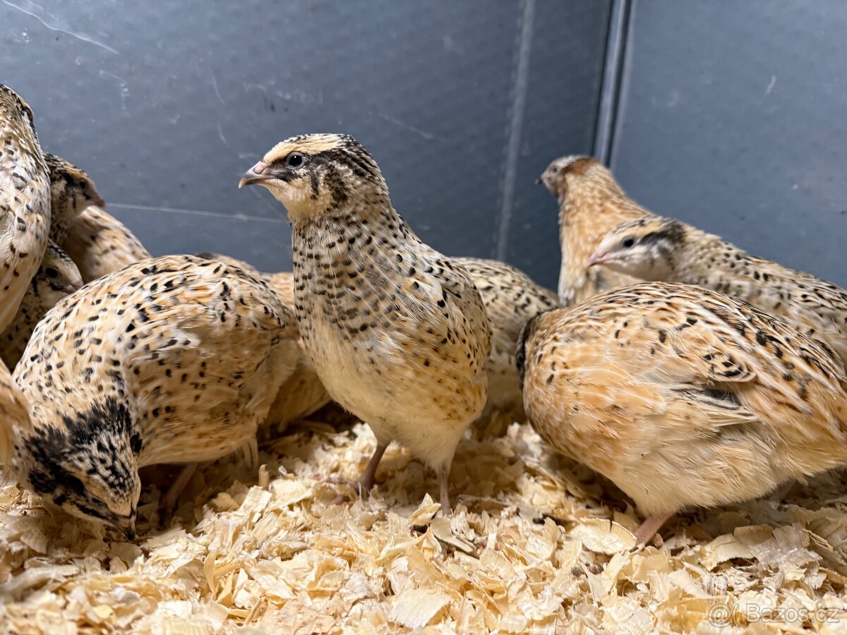 křepelky - italský gigant - 4