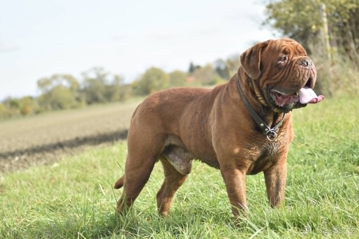 Bordeauxská doga, Dogue de Bordeaux, štěňata - 4