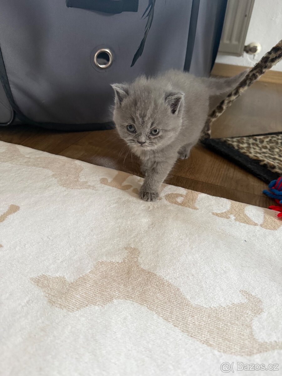 Britská koťata - 4