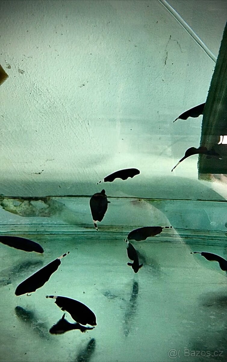 Hoplarchus psittacus,Dicrossus maculatus - 4