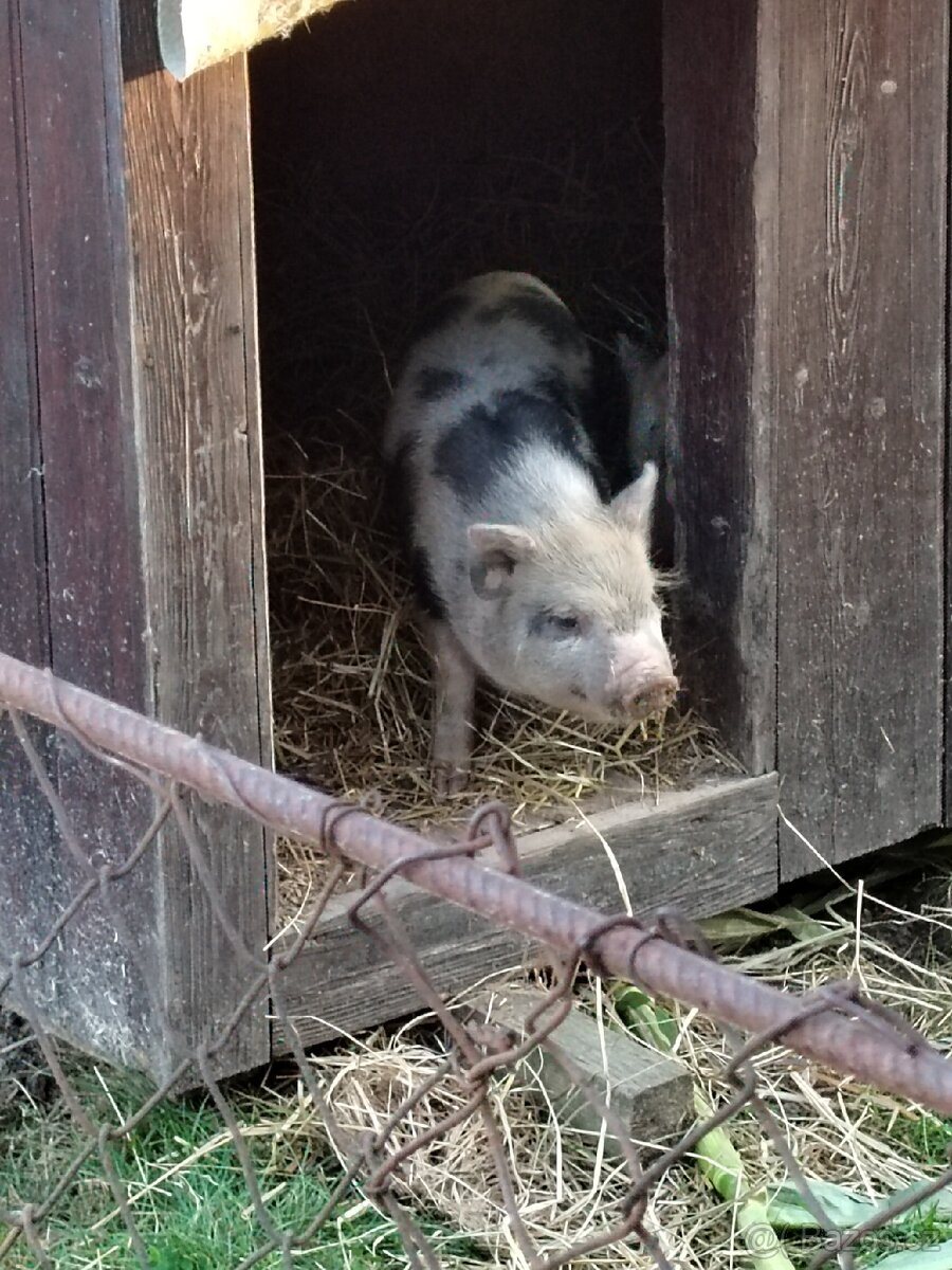 Gottingenské prase, mini prasatko - 4