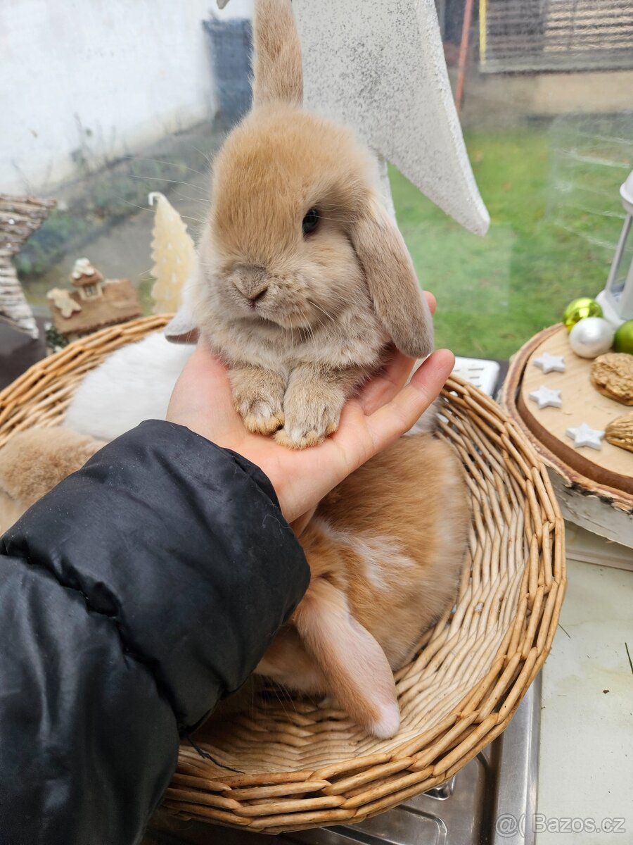 Zakrslý králík - 4