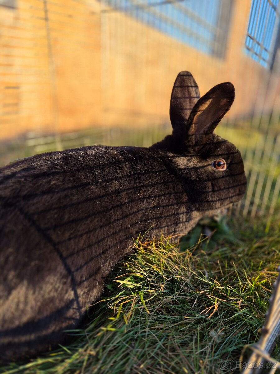 Vídeňský černý - 4