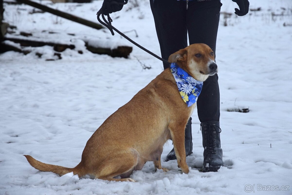 Reica hledá domov - 4