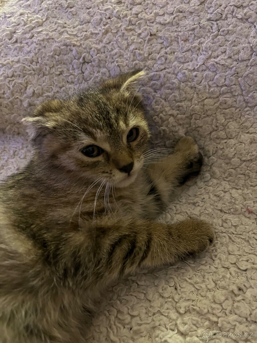 Daruji koťátka - 4