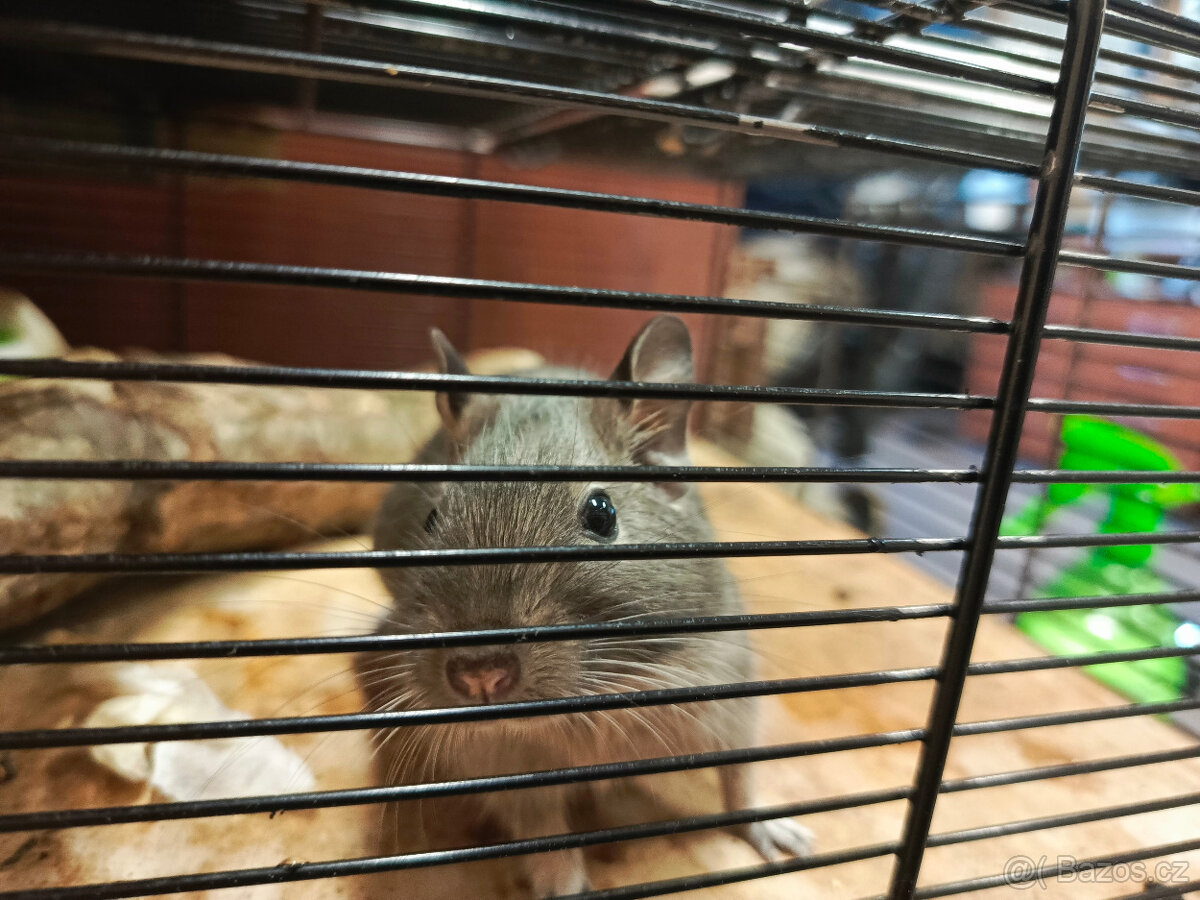 Prodáme osmáky - 4