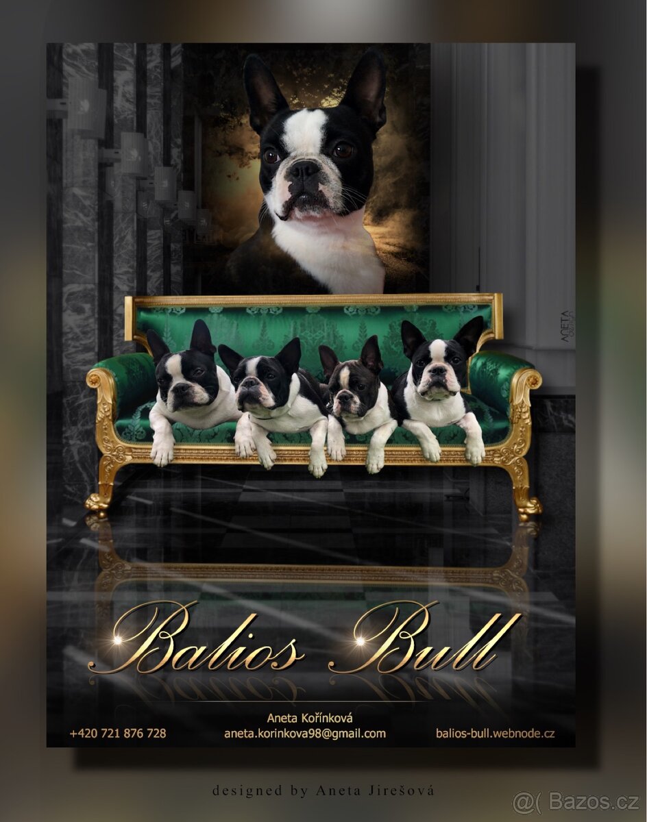 BOSTONSKÝ TERIÉR S PP - 4