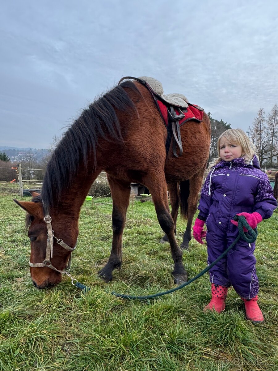 WPBR mohutný velký hřebeček - 4