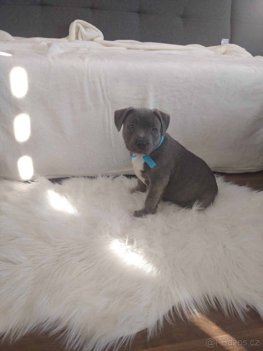 Stafordšírský bulteriér - 4