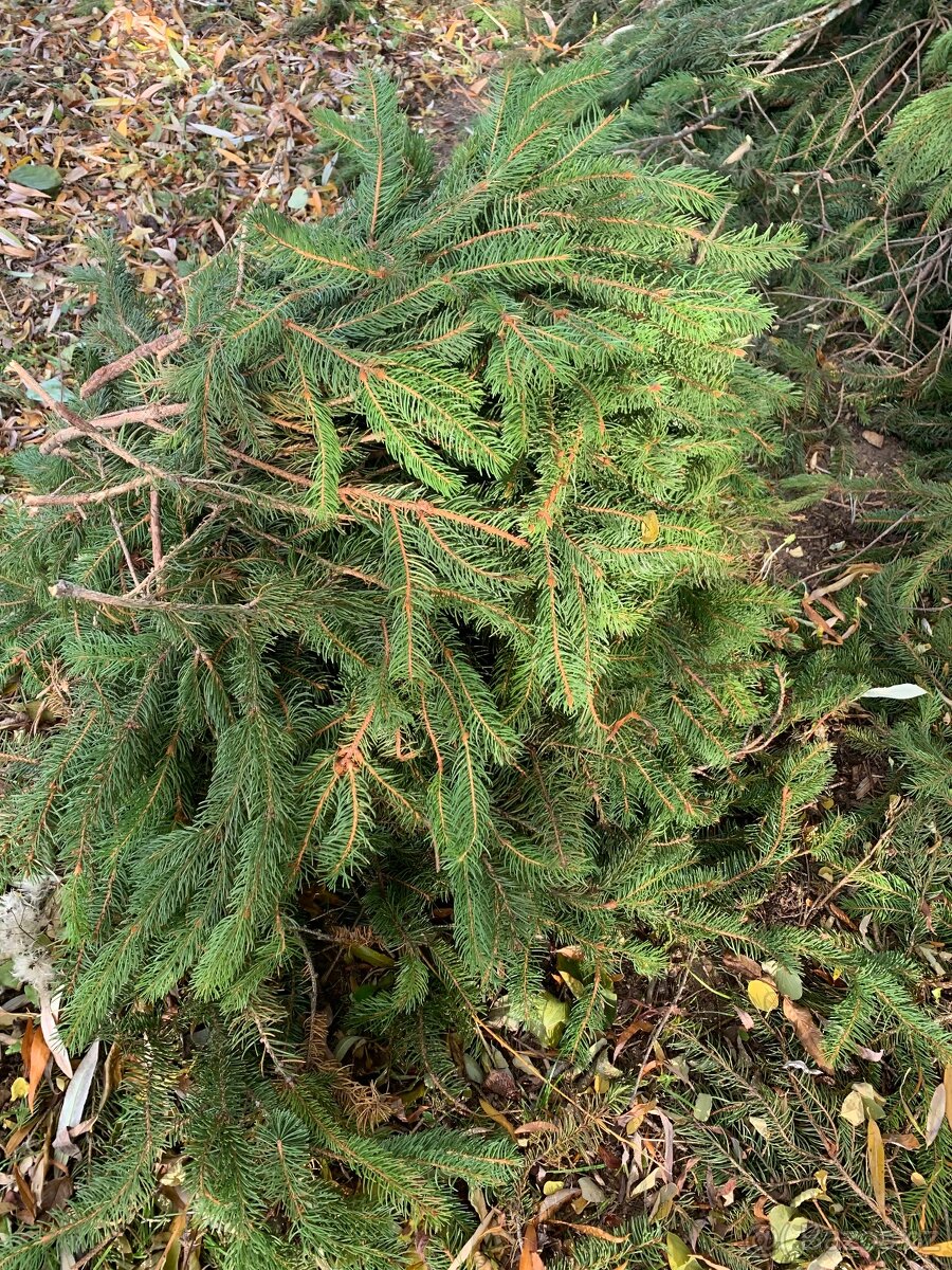 Chvojí ze smrku - 4