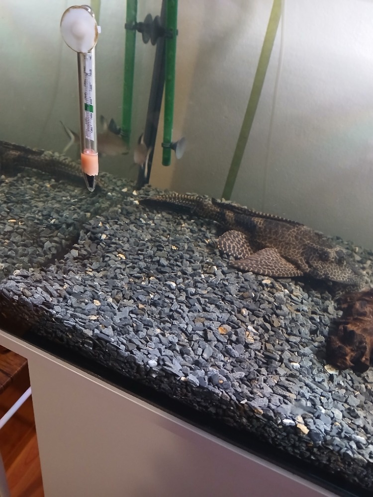 450L akvárium se skříní juwel - 4