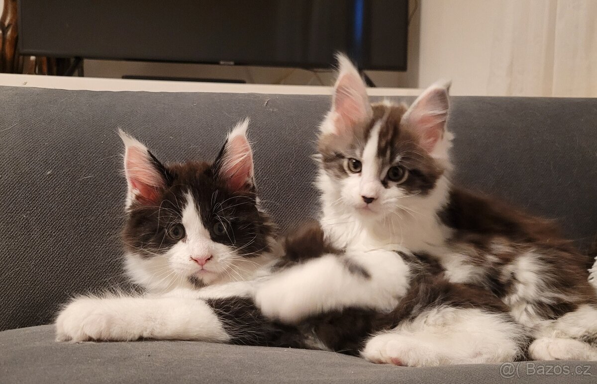 Mainská mývalí koťátka s PP - 4