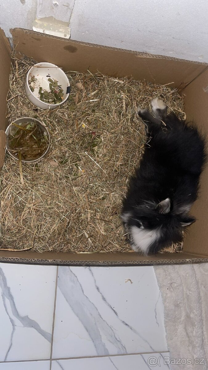 Prodám králíčka teddy samičku - 4