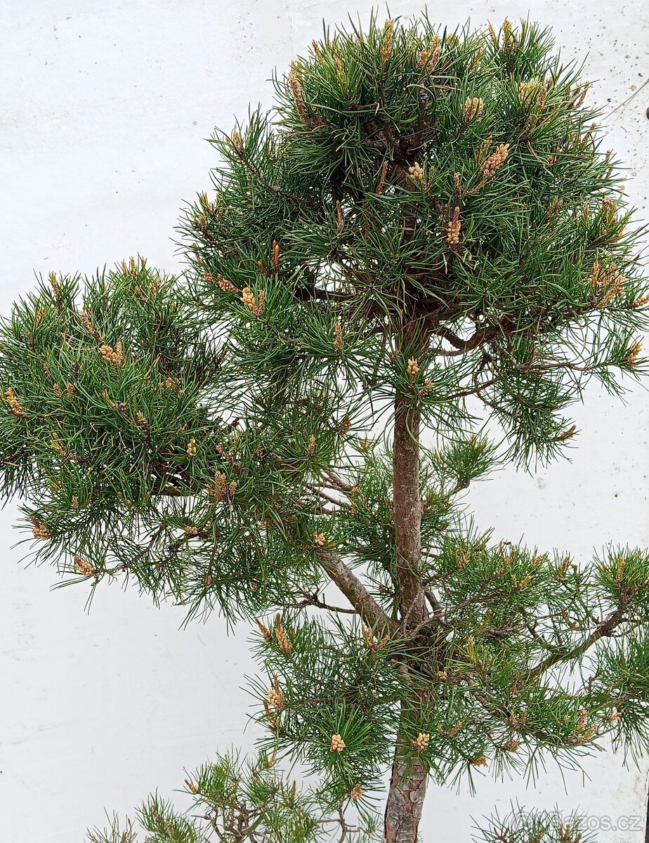 Velký Bonsai Borovice - 4