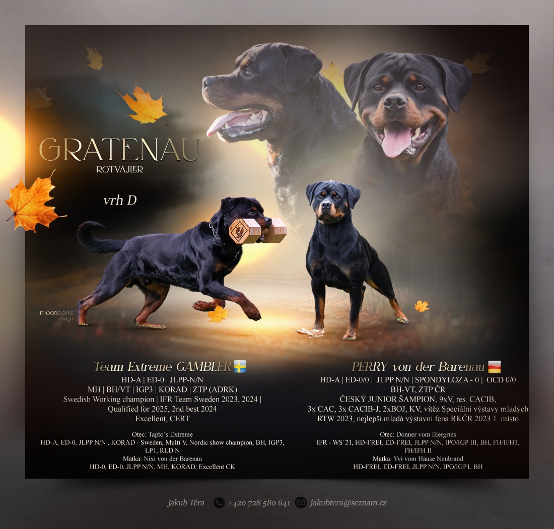 Štěňátka rotvajlera - 4