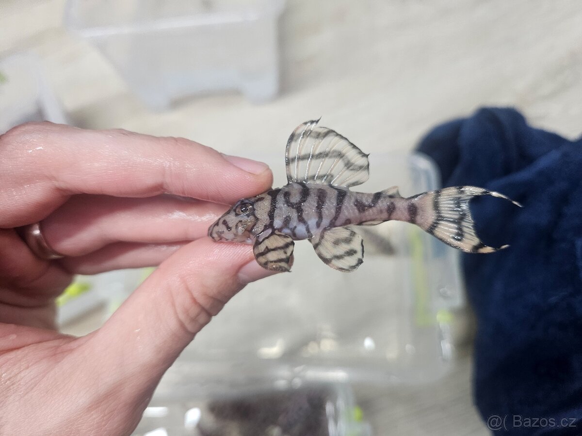 L 236 Creme - odchov - 4