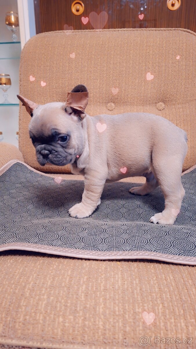 Francouzský buldoček modrý - 4