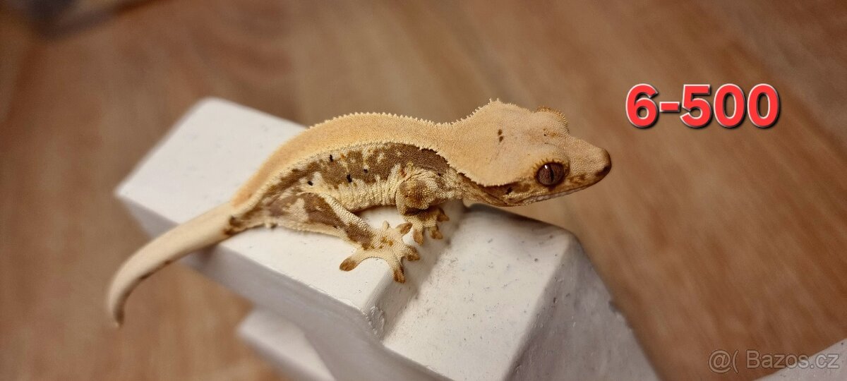 Pagekon řasnatý - 4