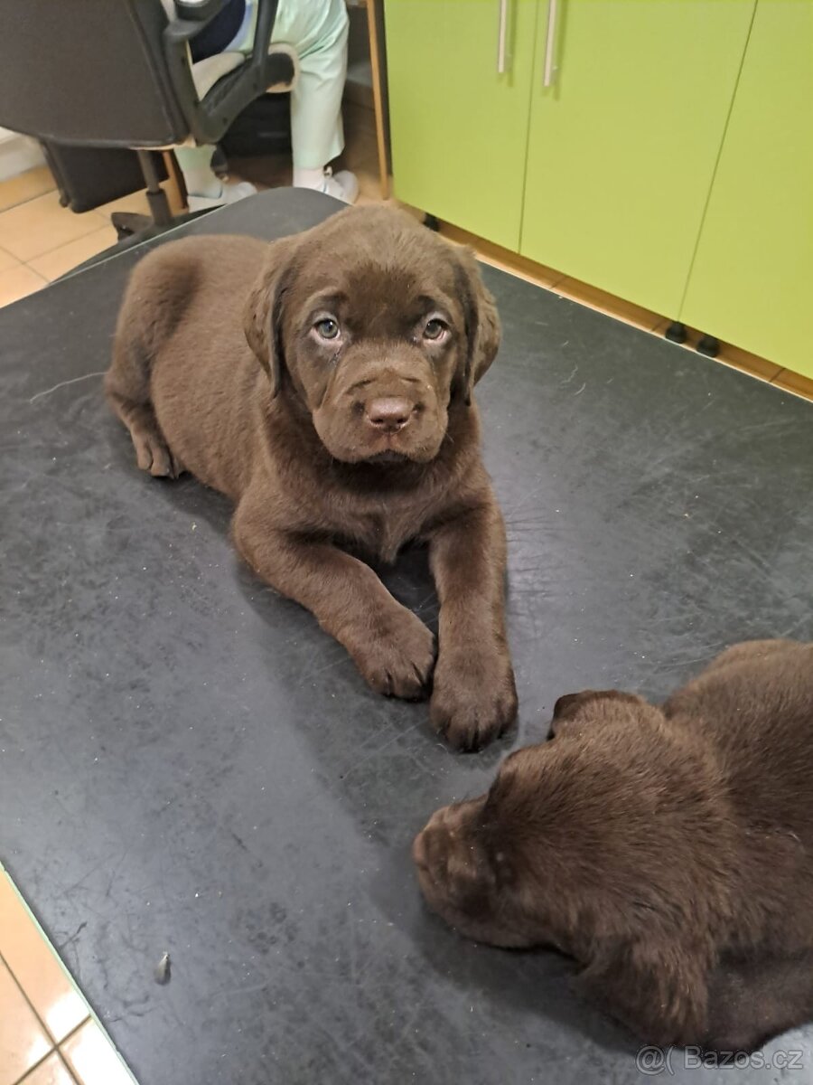 Labradorský retrívr - 4