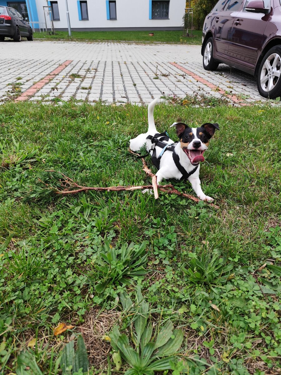 Jack Russell teriér - 4