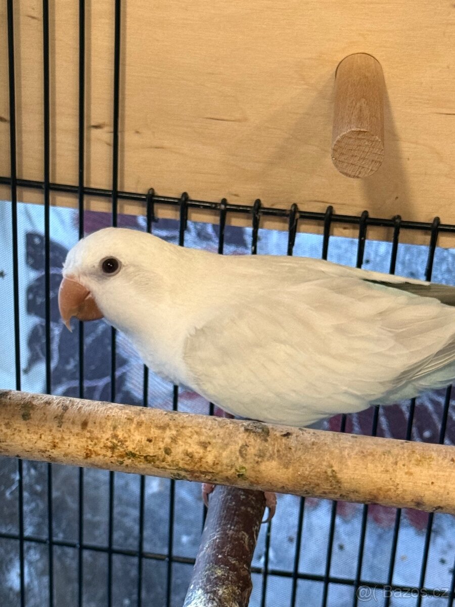 Prodám pár mnišek šedých - 4