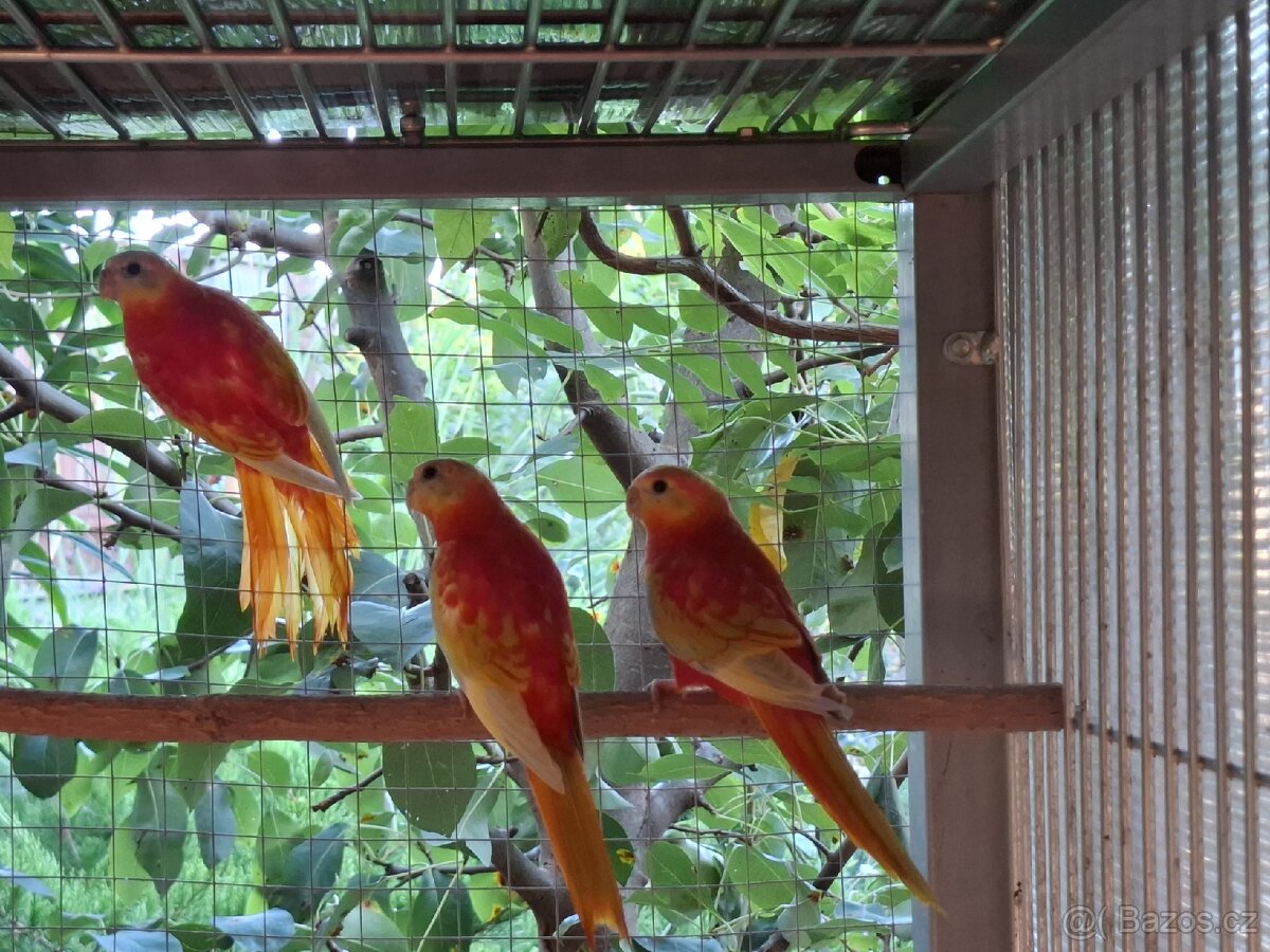 Neoféma tyrkysová zlatožltý opalín - 4