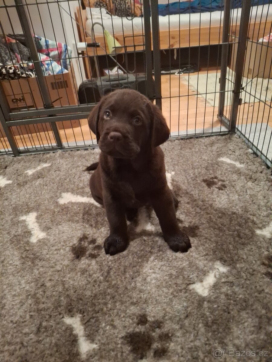Čokoládový labrador s PP - 4