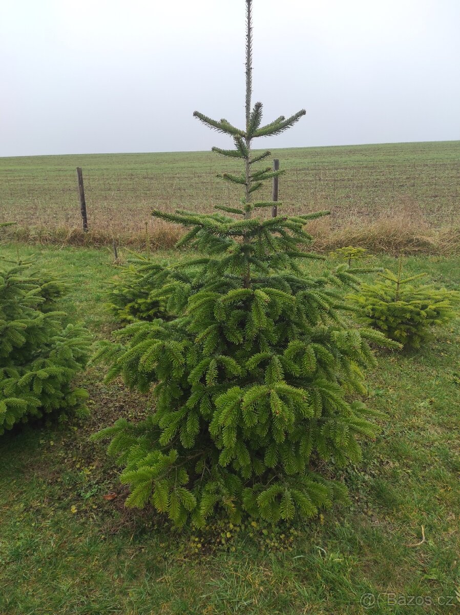 Vánoční stromky - jedle kavkazská - Nordmann - 4