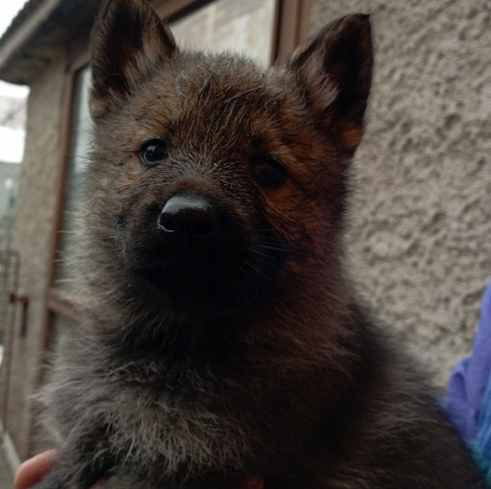 Německý ovčák štěnata s PP - 4