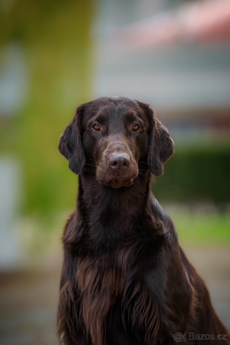 Flat coated retriever - 4