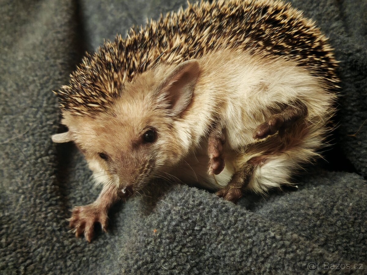 Hemiechinus auritus mláďáta letošní - 4