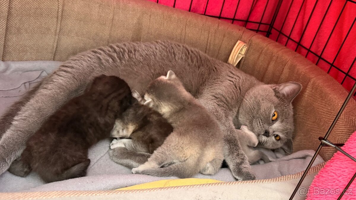 🐾 Prodám britská koťátka 🐾 - 4
