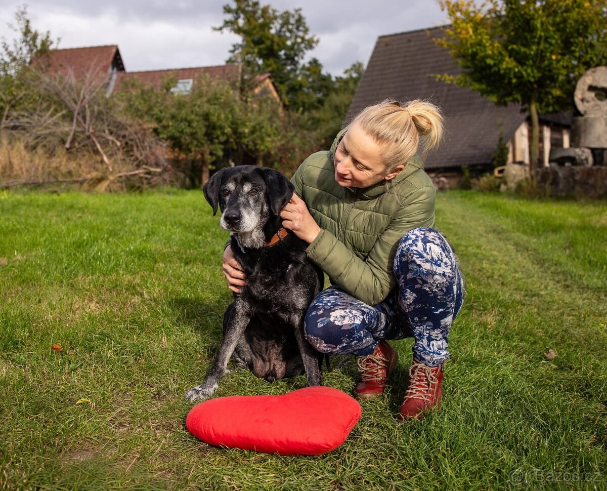 SID - 32 kg, kastrovaný psík 12 let - 4