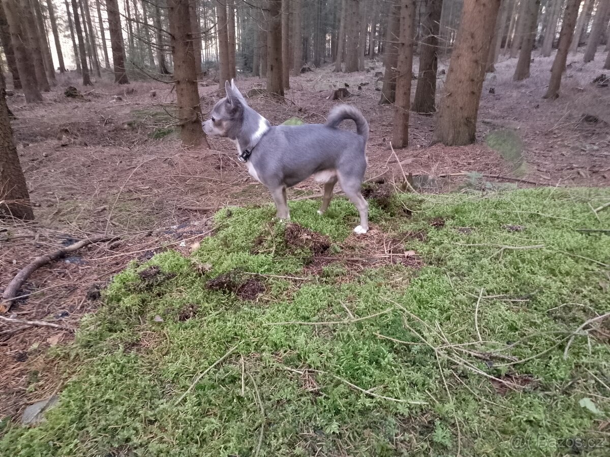 Čivava ke krytí - 4