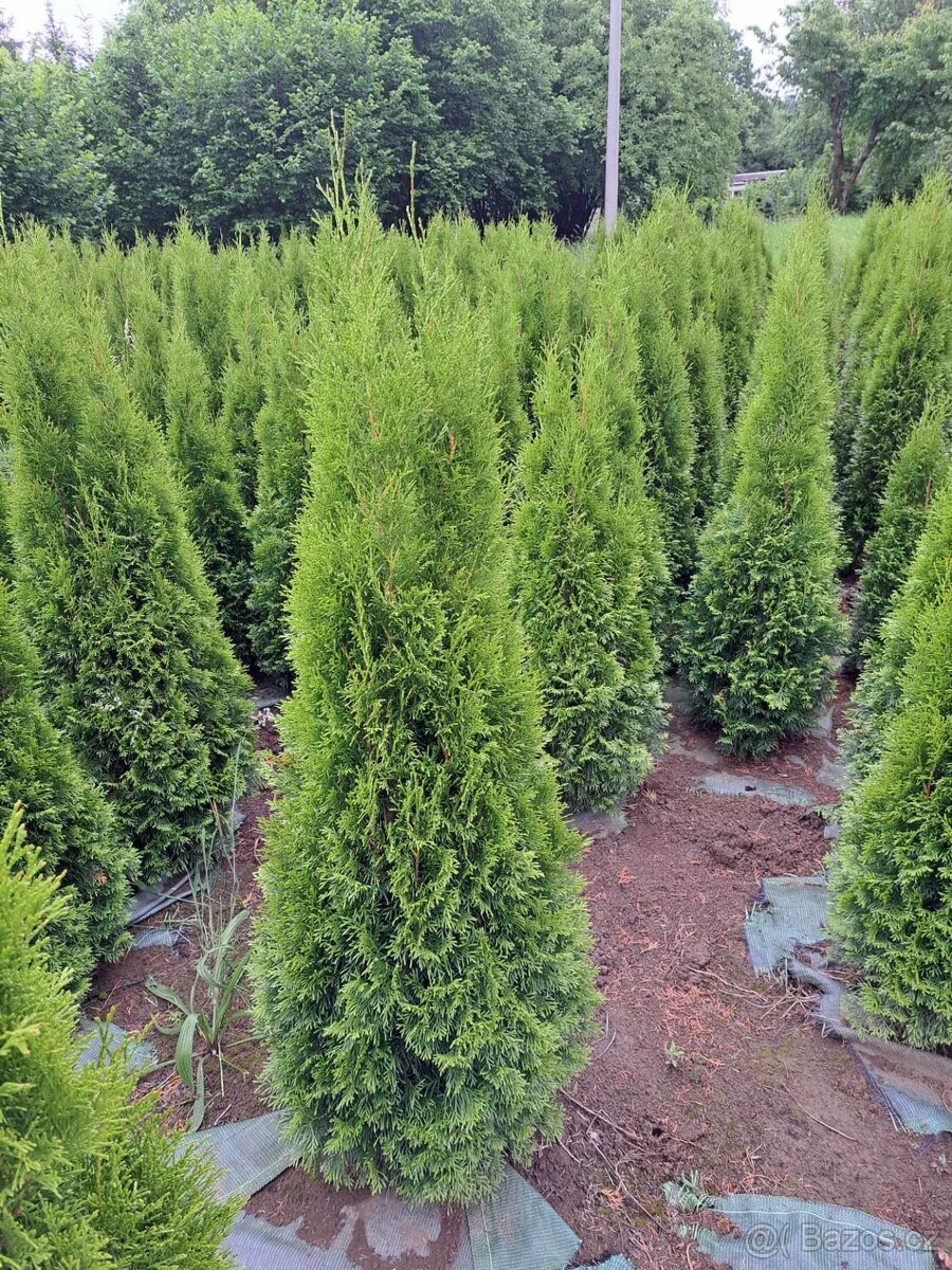 Tuje thuje SMARAGD - 4