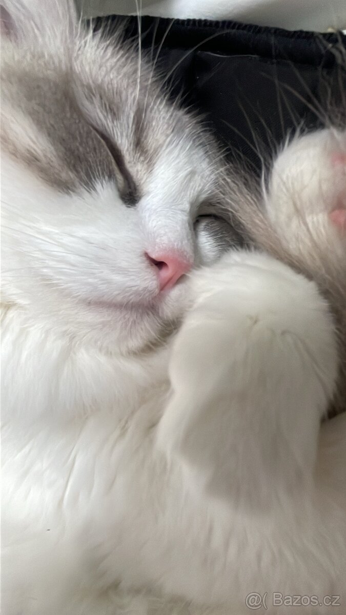 Ragdollek s PP - 4